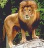 le lion